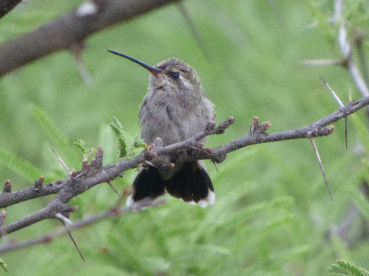 Broad-billed Hummingbird - ML620179132