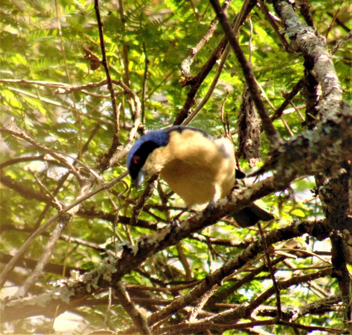 Fawn-breasted Tanager - ML620179137