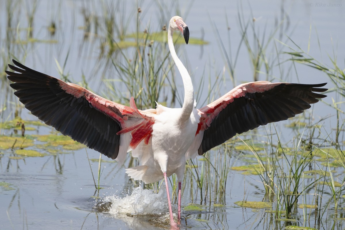 Greater Flamingo - Kike Junco