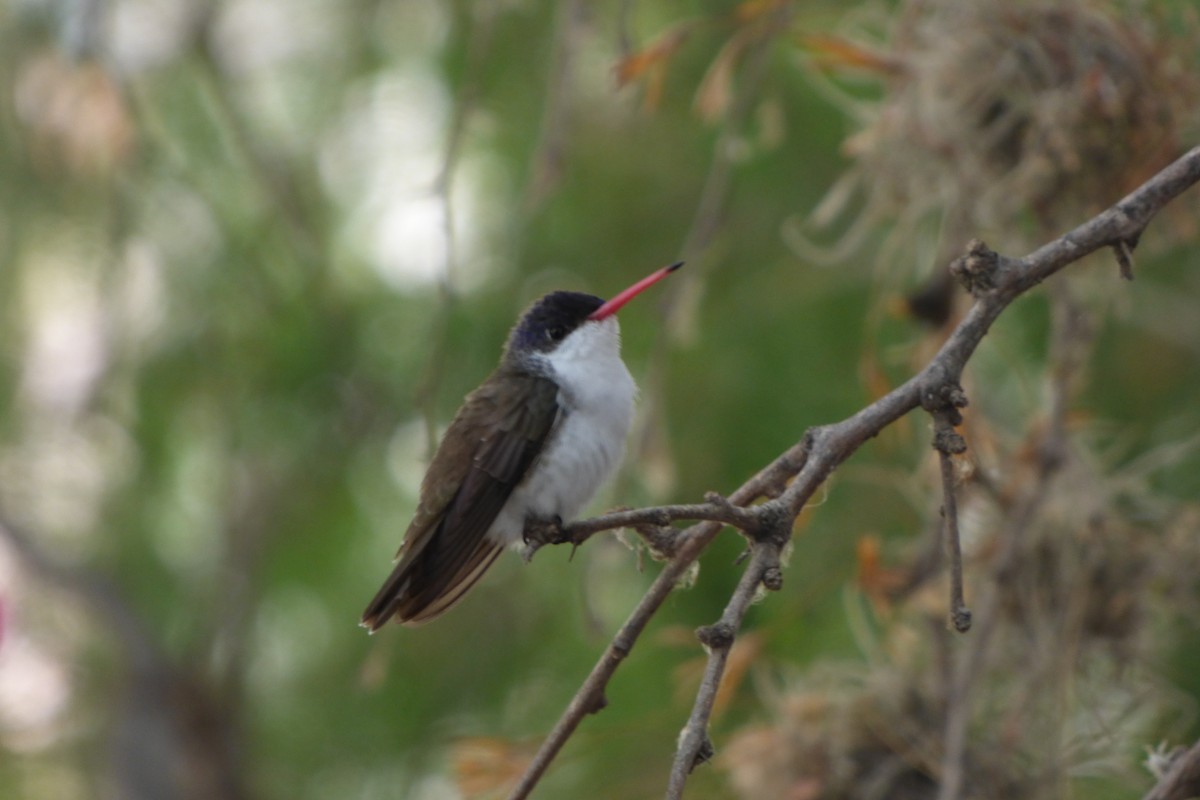 Violet-crowned Hummingbird - ML620179147