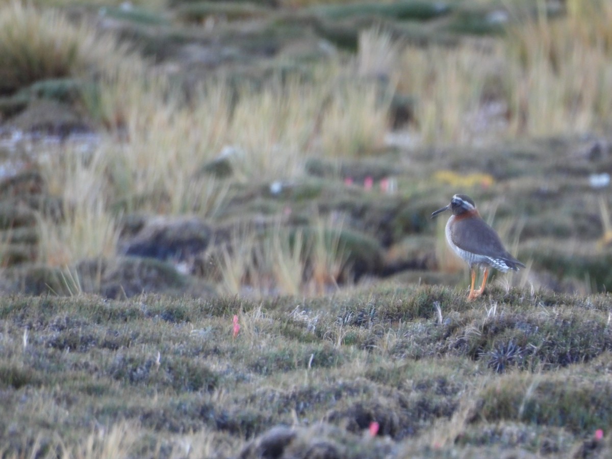 Diademed Sandpiper-Plover - Jason Lewis