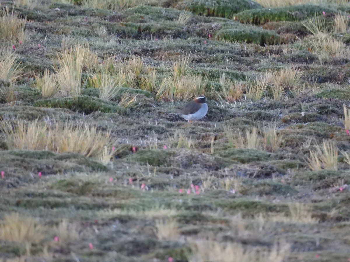 Diademed Sandpiper-Plover - ML620179167