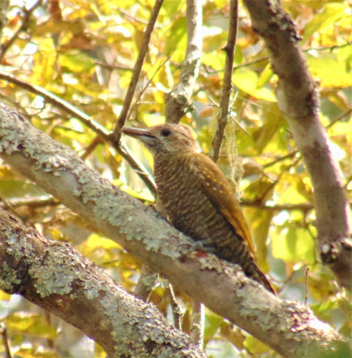 Dot-fronted Woodpecker - ML620179178