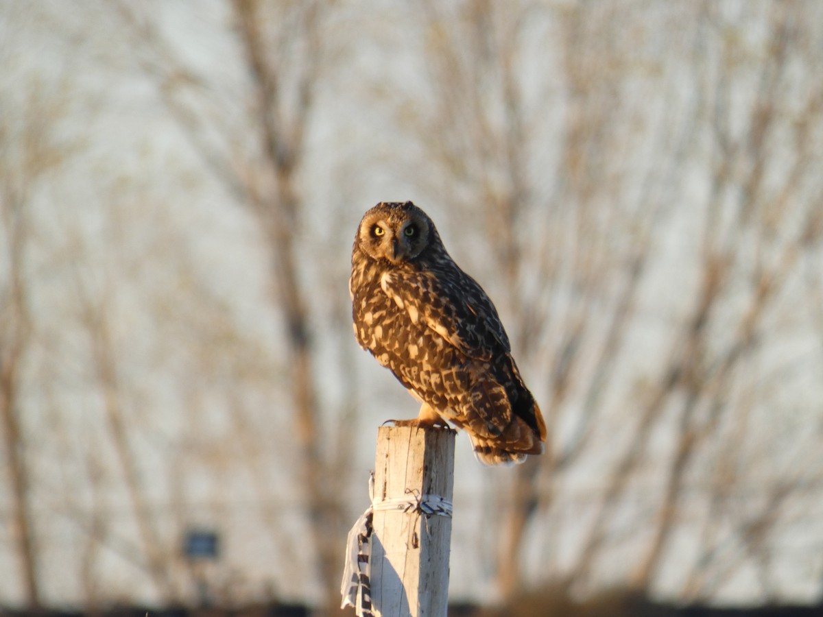 Short-eared Owl - ML620179188