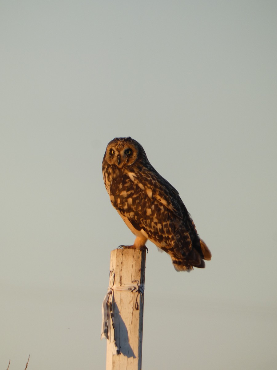 Short-eared Owl - ML620179190