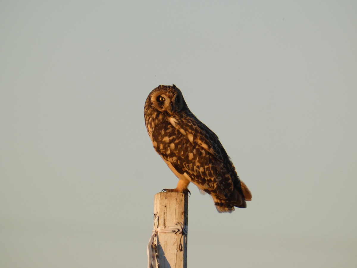 Short-eared Owl - ML620179191