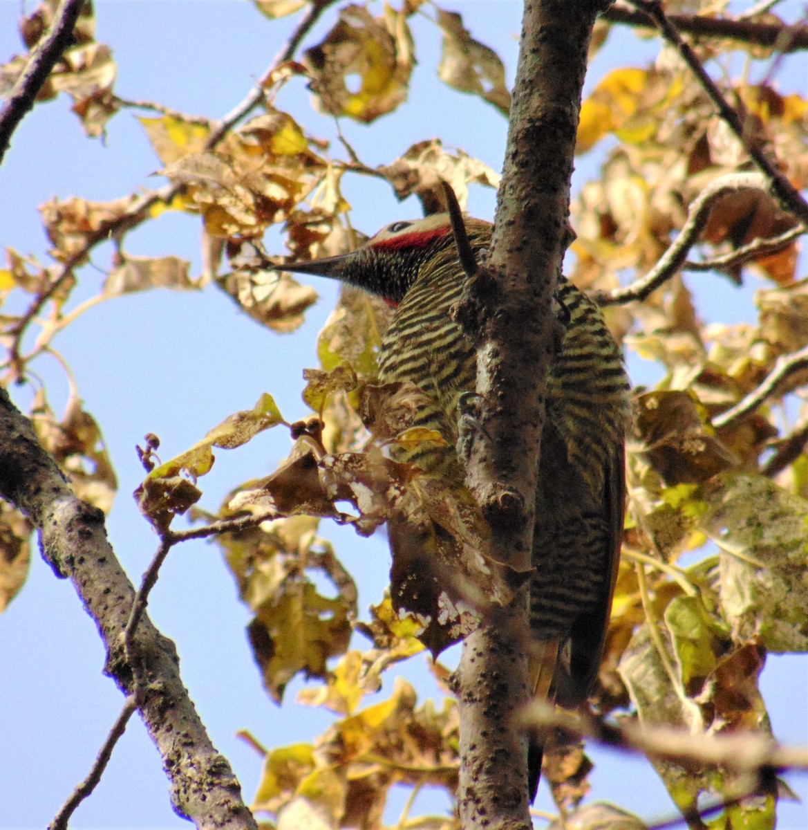 Golden-olive Woodpecker - ML620179192