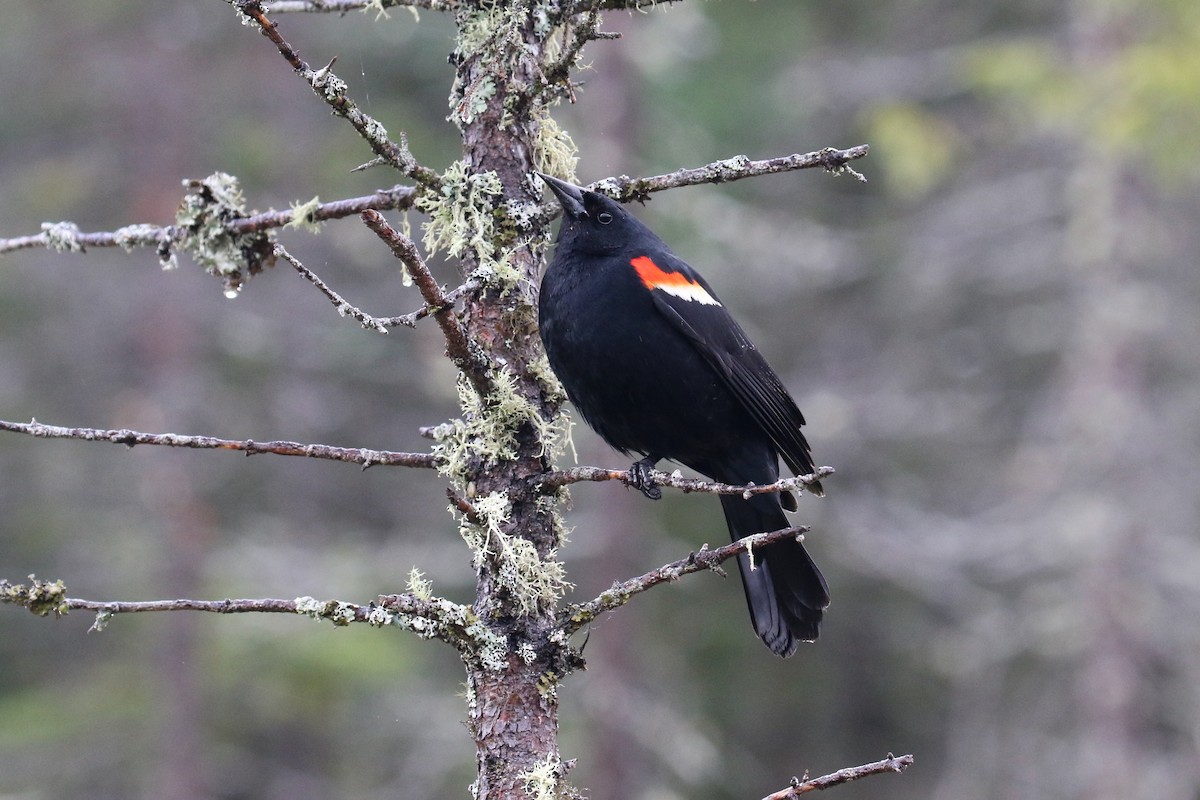 Red-winged Blackbird - ML620179196