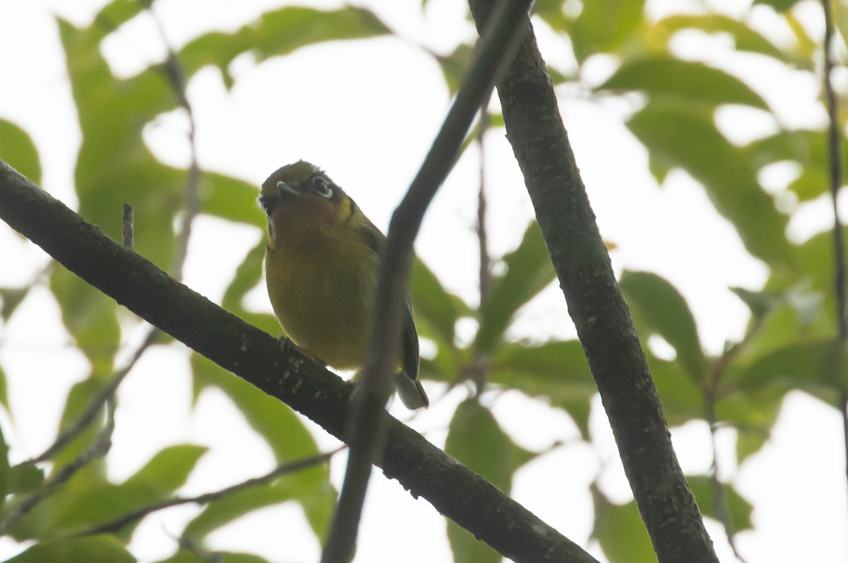 Zimtkehl-Würgervireo - ML620179198