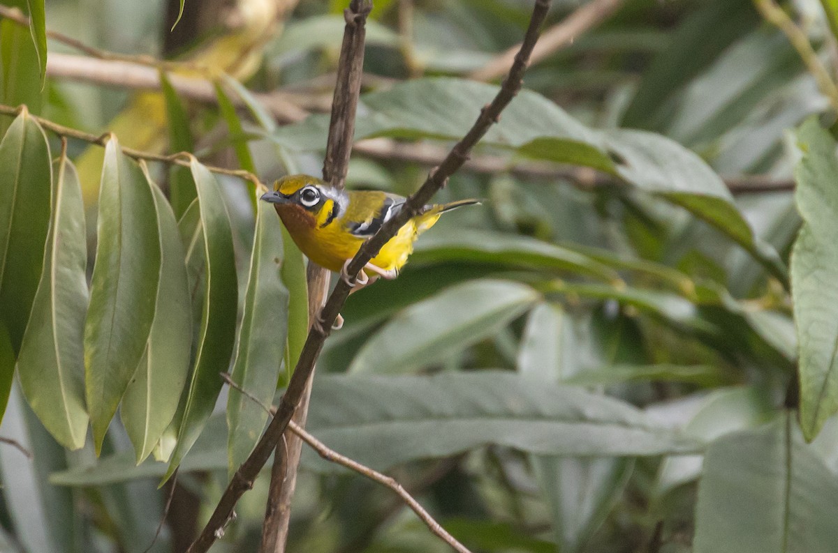 Black-eared Shrike-Babbler - ML620179199