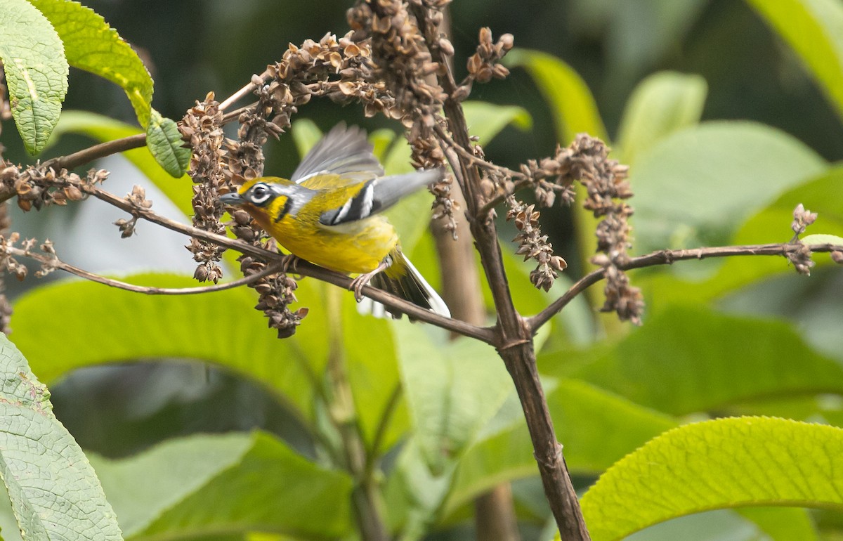 Black-eared Shrike-Babbler - ML620179200