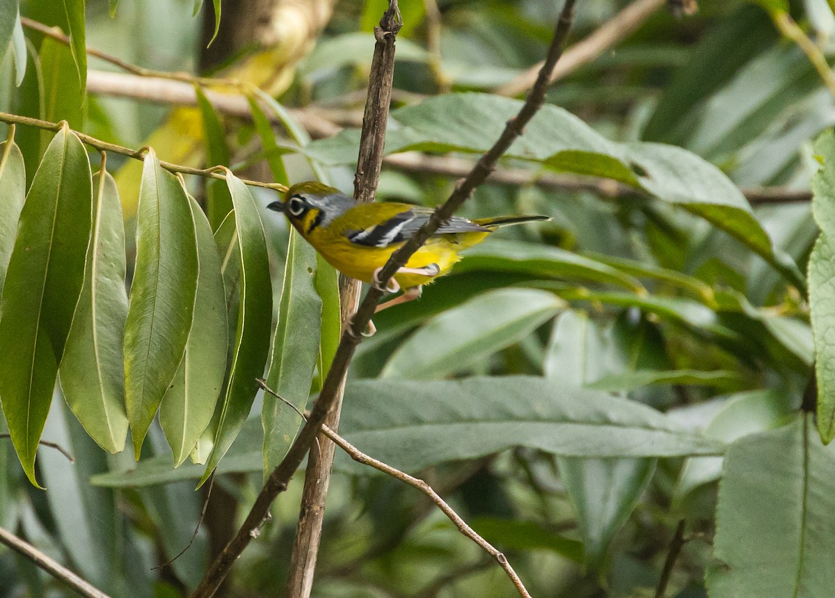 Black-eared Shrike-Babbler - ML620179201