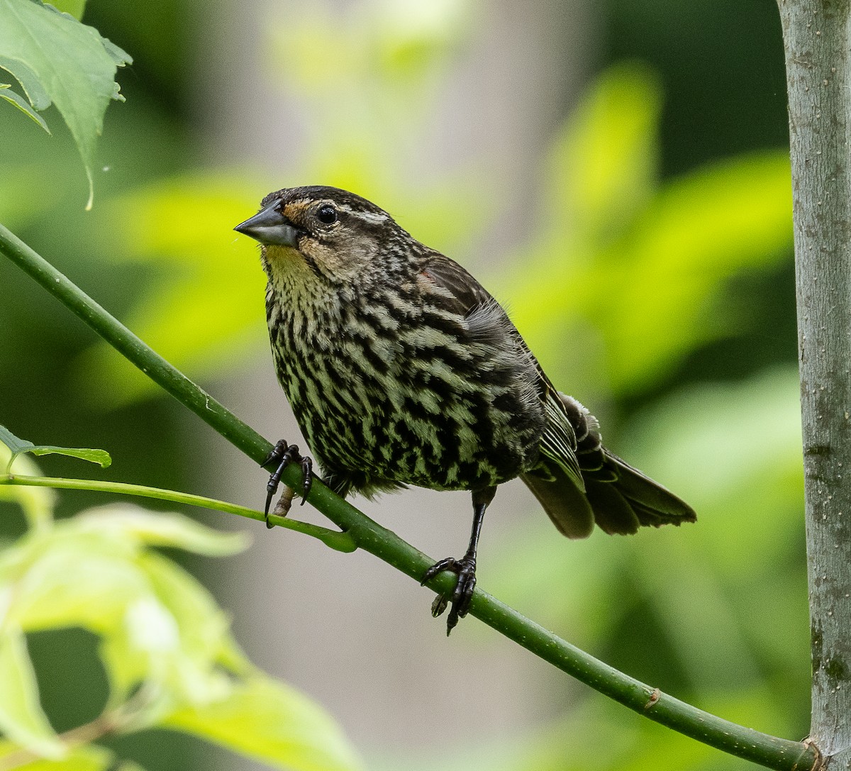 Red-winged Blackbird - ML620179204