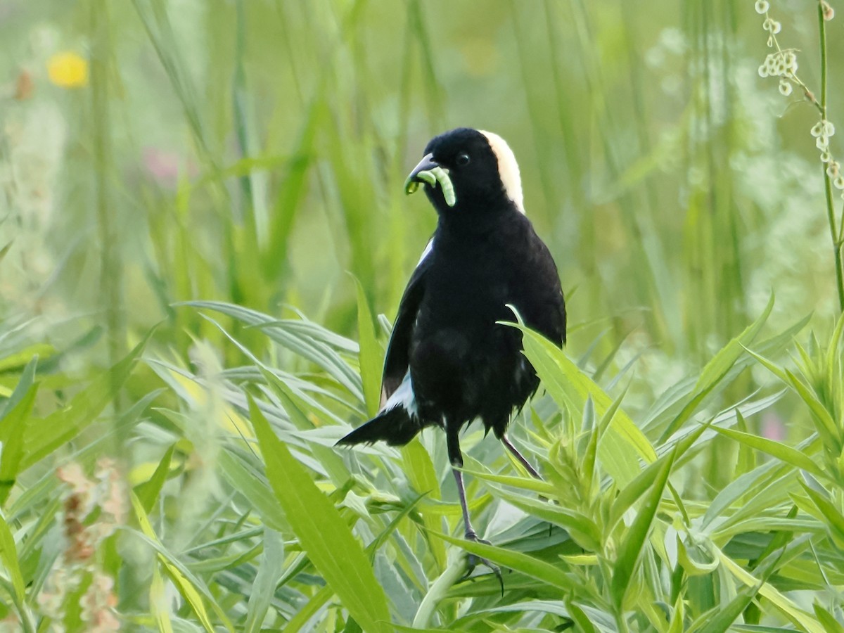 Bobolink - ML620179205