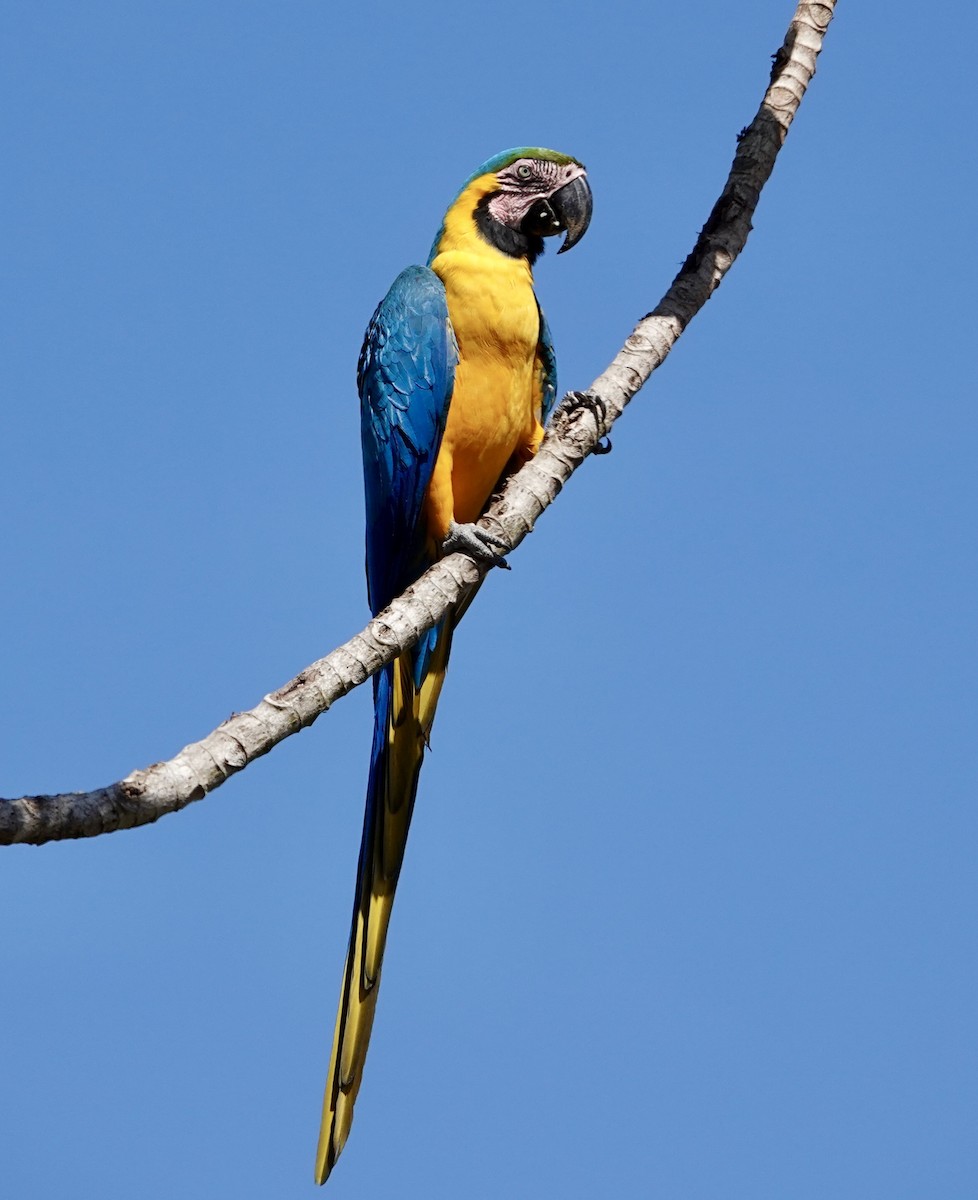Blue-and-yellow Macaw - ML620179206