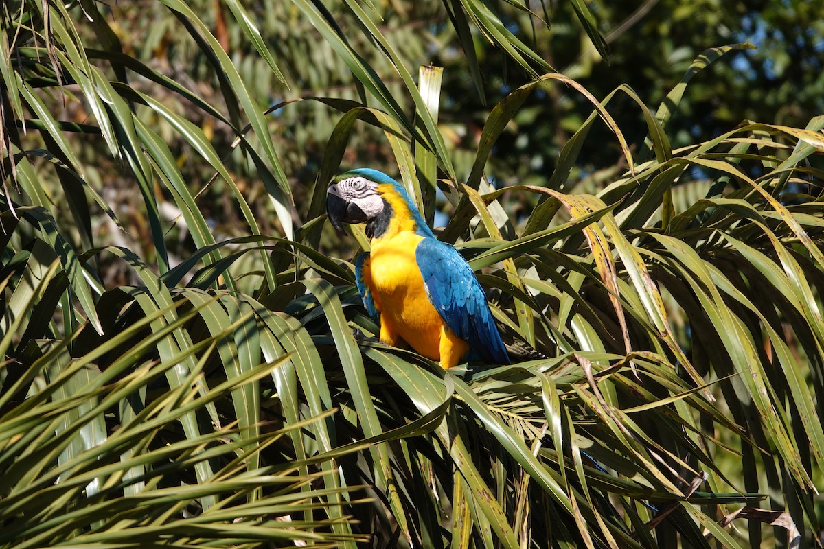 Blue-and-yellow Macaw - Yve Morrell