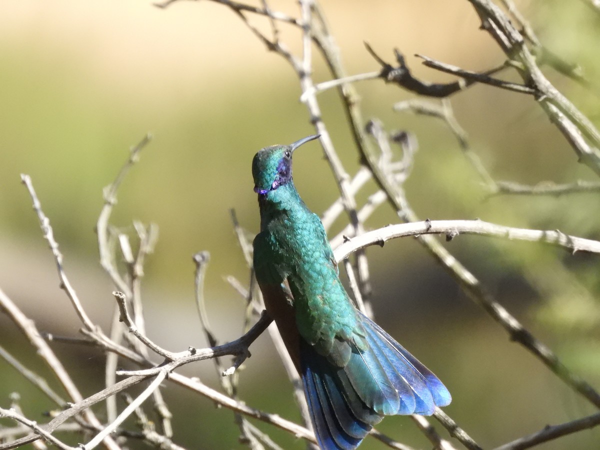 kolibřík modrolící - ML620179209