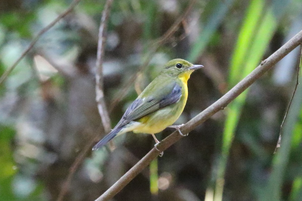 Gobemouche à dos vert - ML620179217