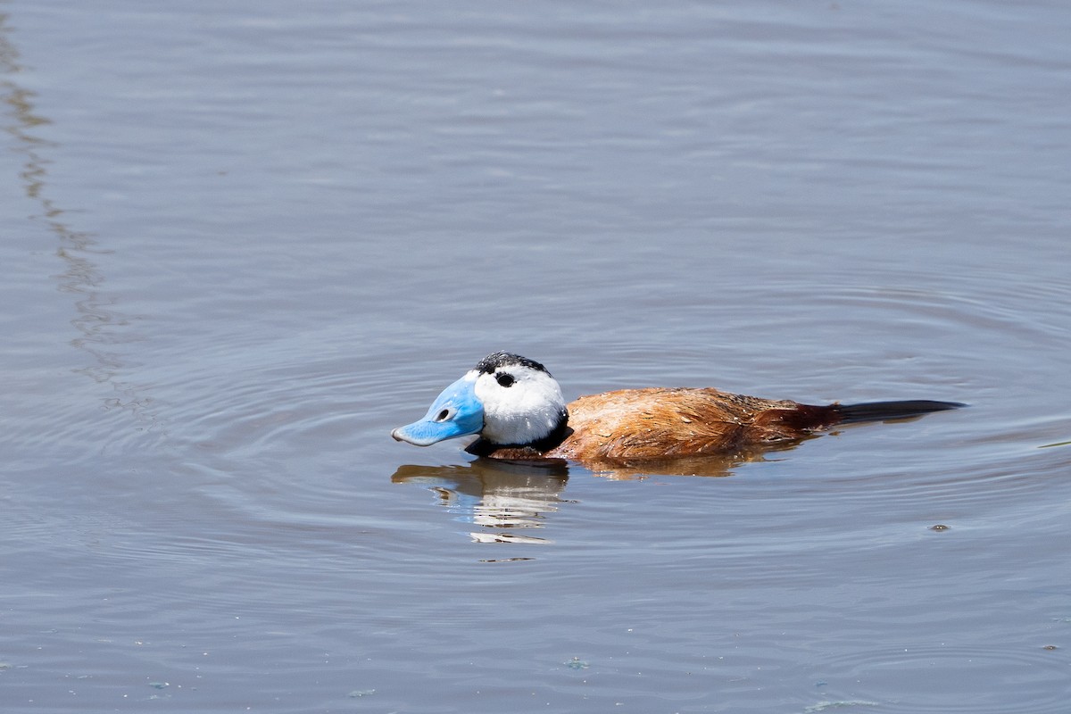 White-headed Duck - ML620179220