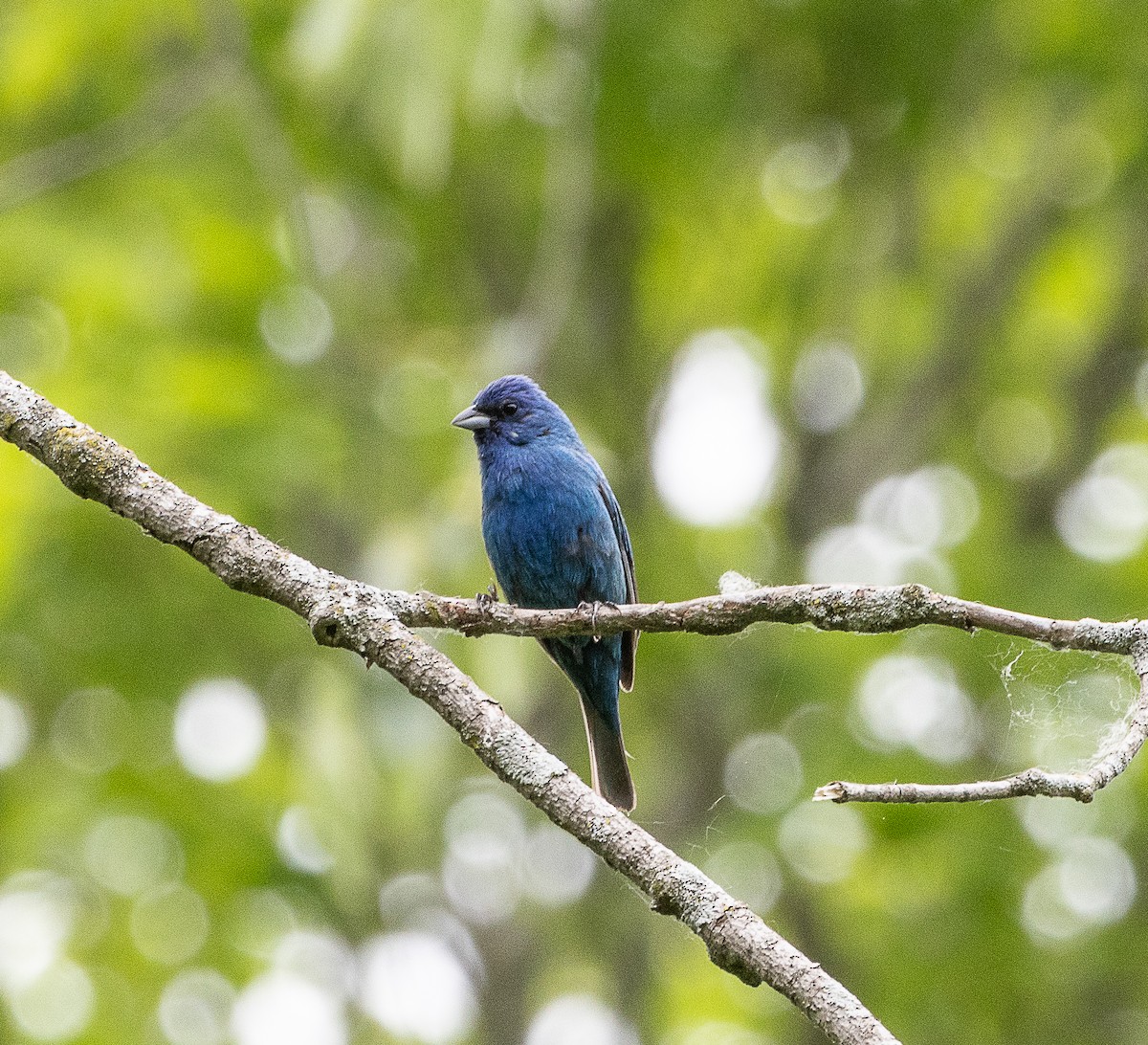 Indigo Bunting - ML620179233