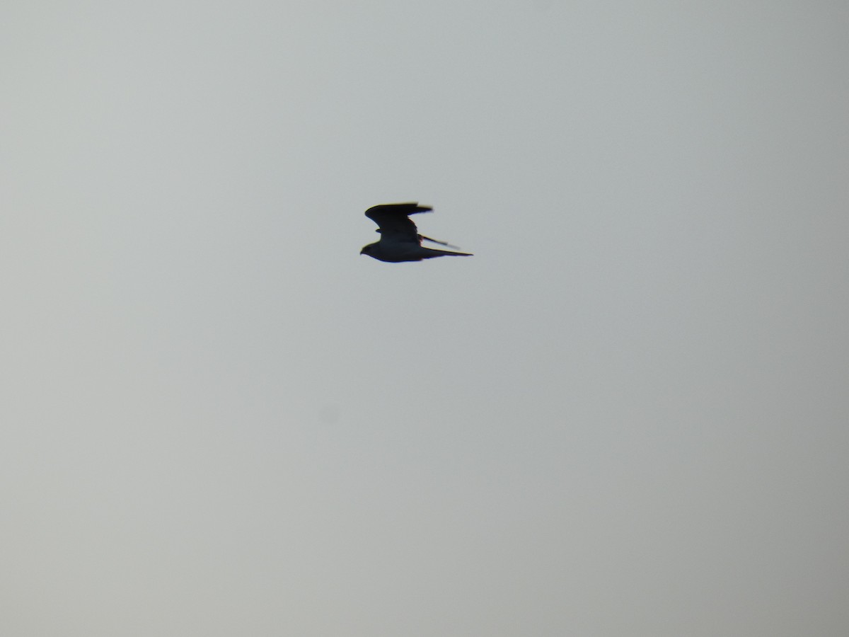White-tailed Kite - ML620179243