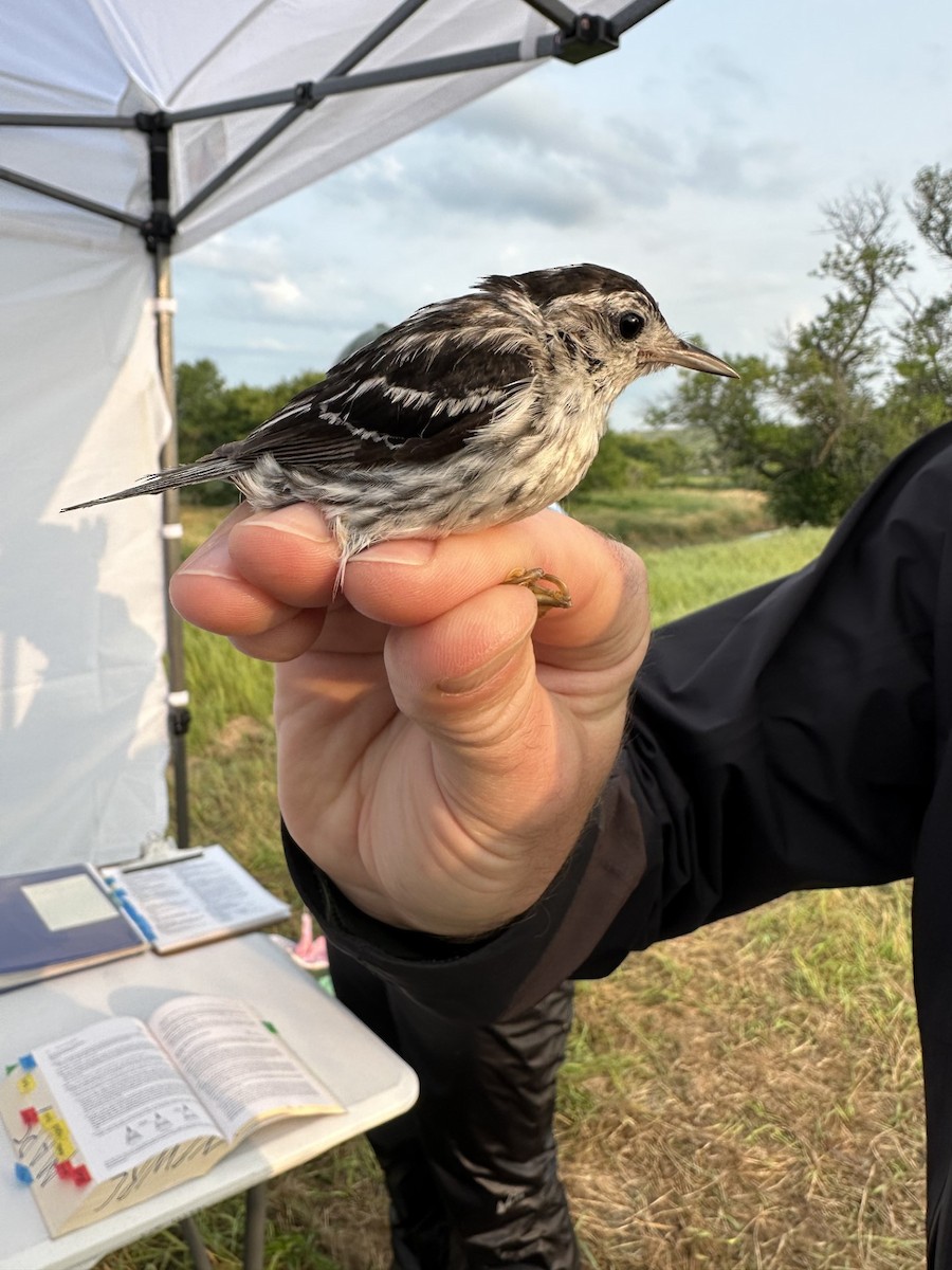 Black-and-white Warbler - ML620179246