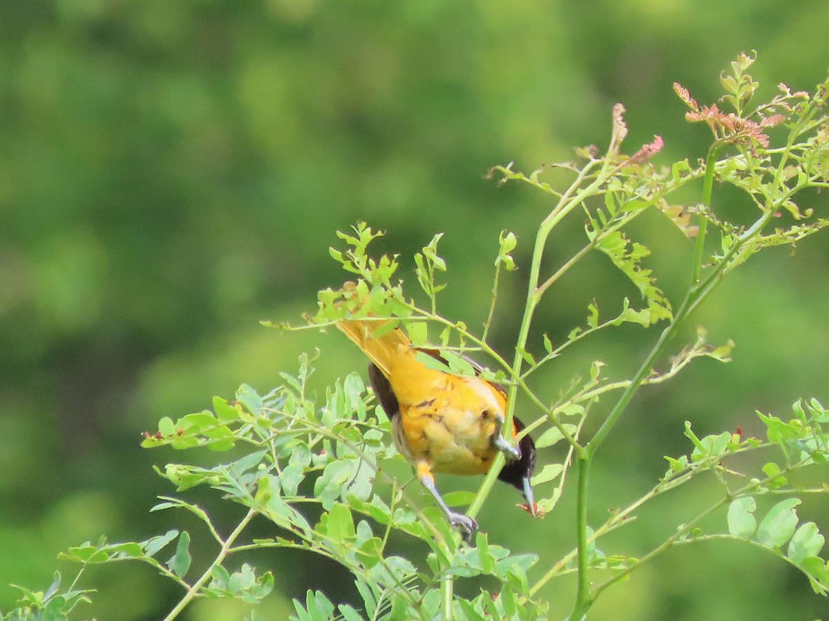 Baltimore Oriole - ML620179249