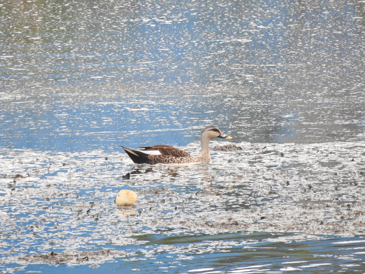 Indian Spot-billed Duck - ML620179254