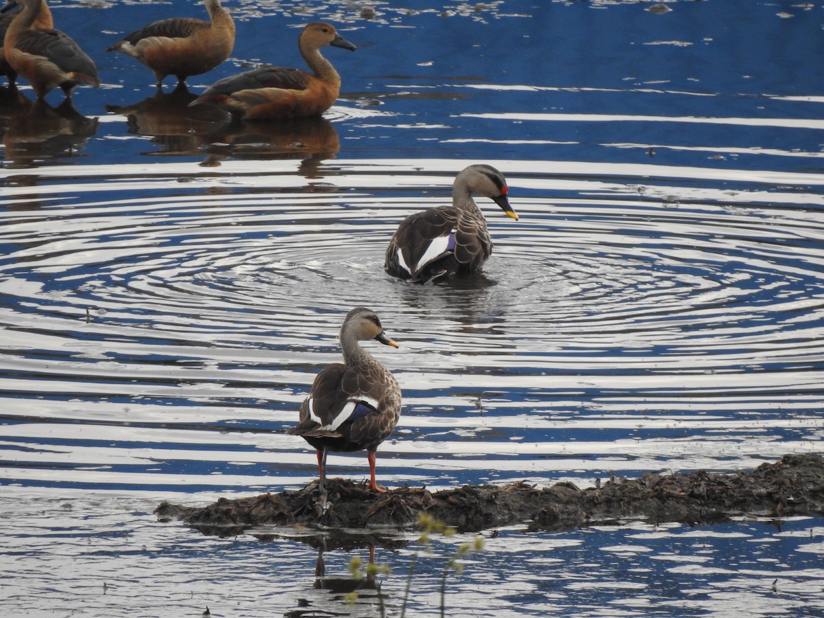 Indian Spot-billed Duck - ML620179256