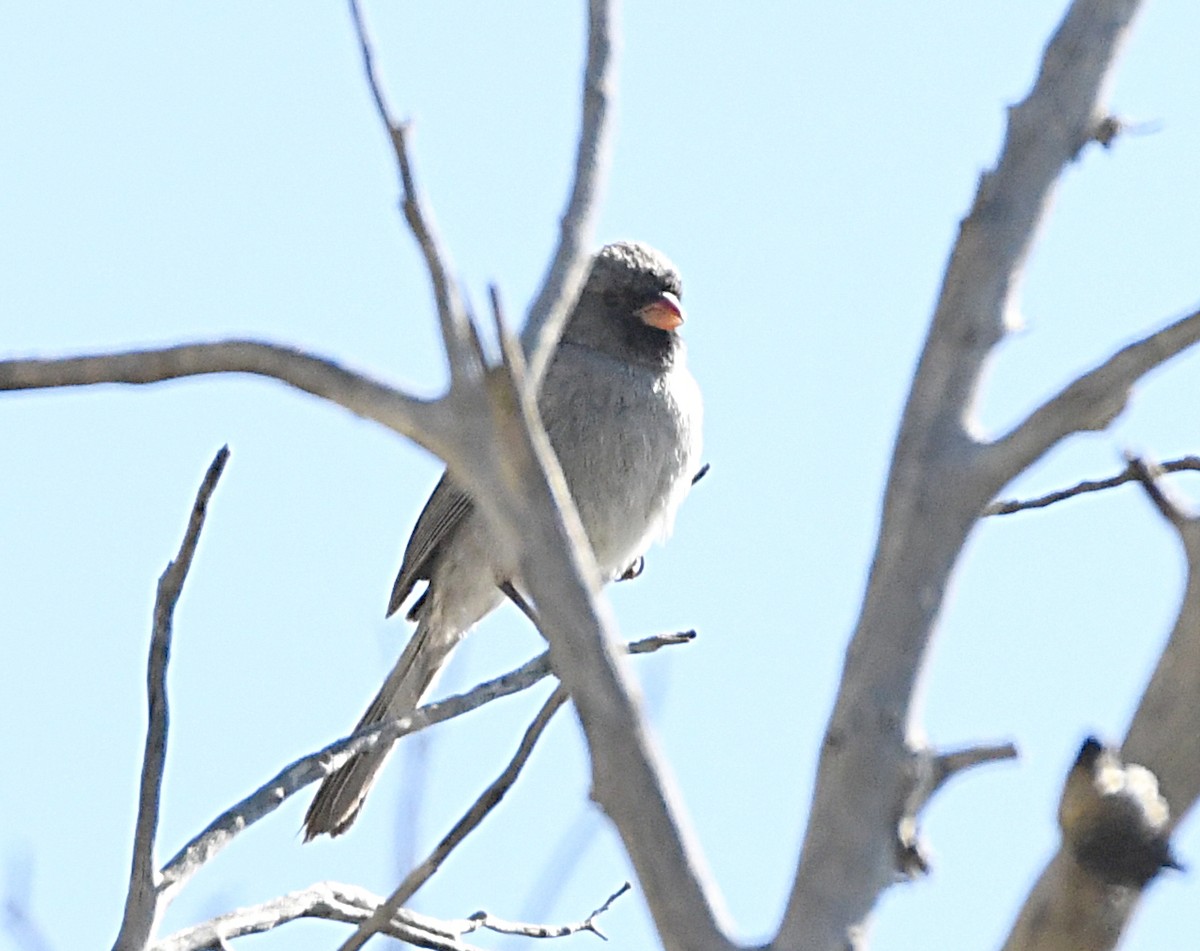 Black-chinned Sparrow - ML620179263