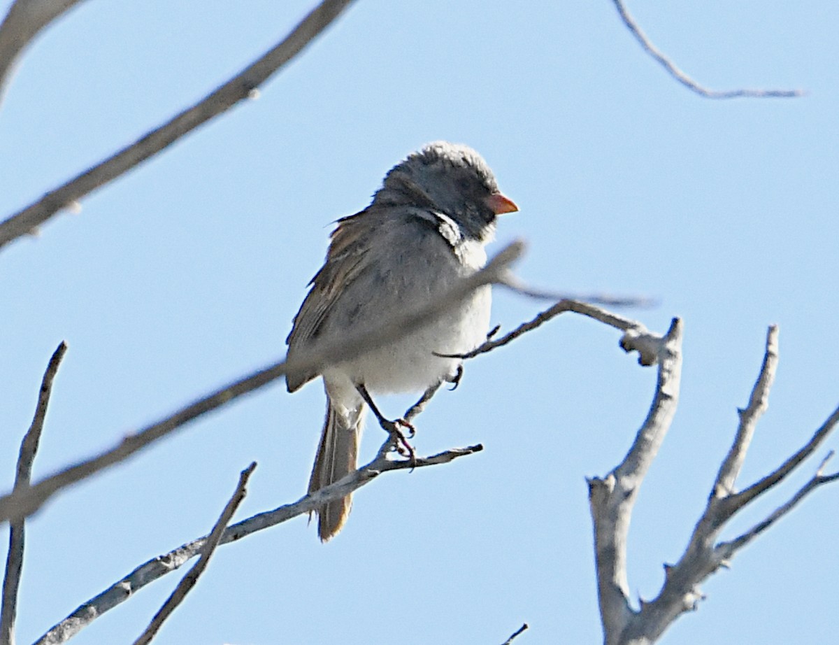 Black-chinned Sparrow - ML620179264