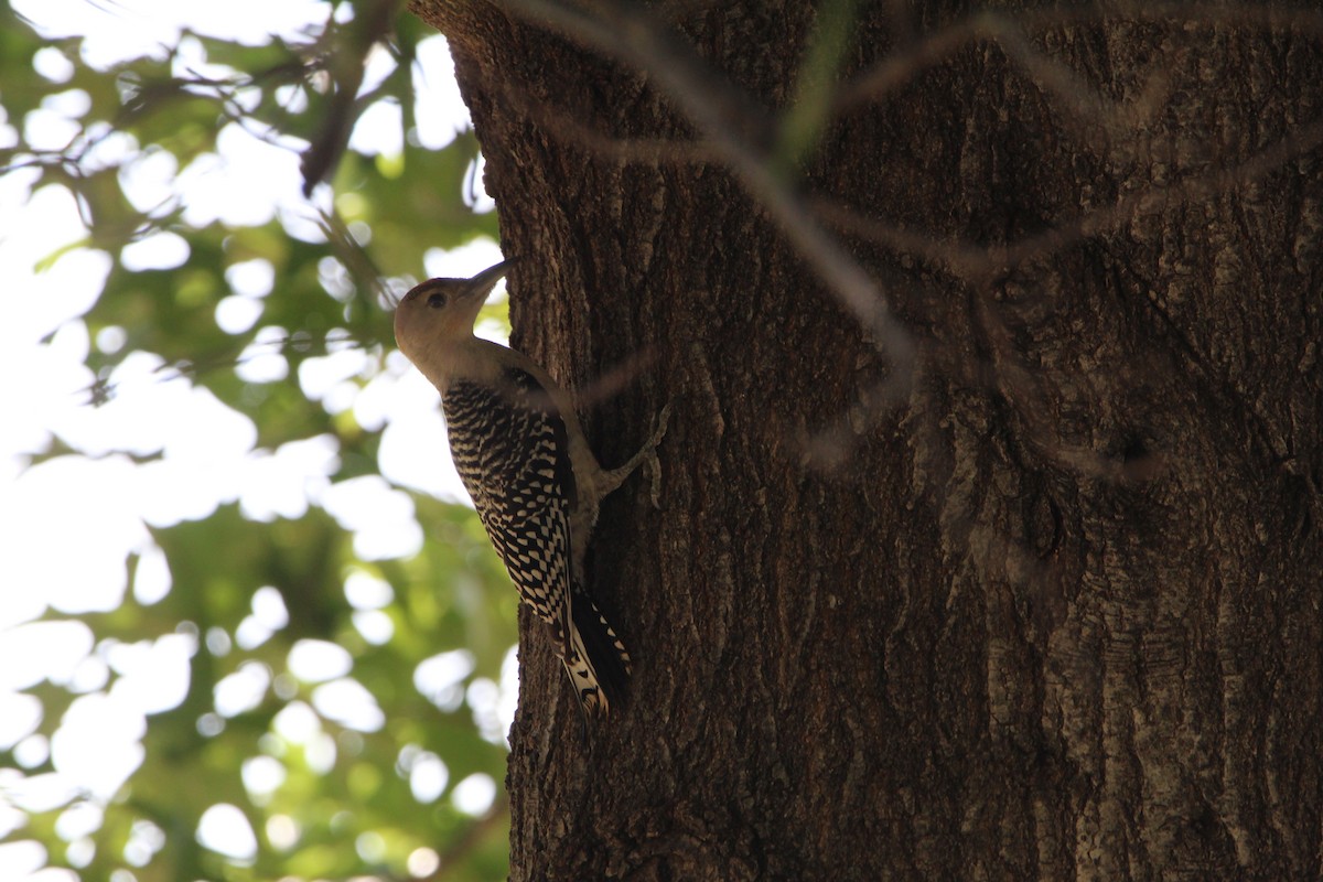 Red-bellied Woodpecker - ML620179267