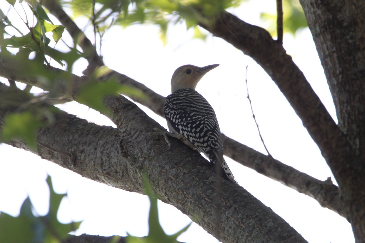 Red-bellied Woodpecker - ML620179268