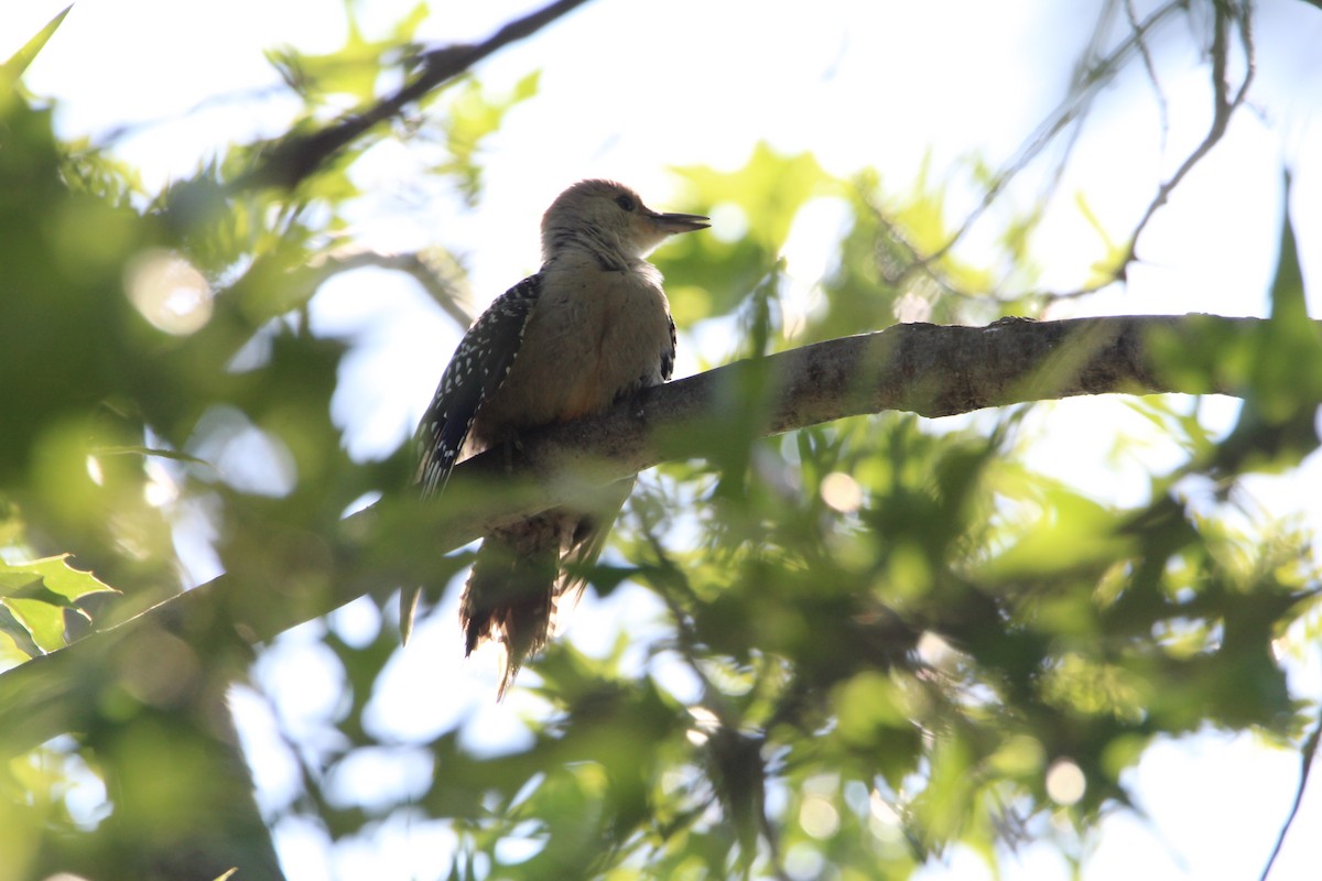 Red-bellied Woodpecker - ML620179273