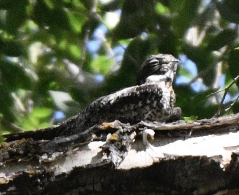 Common Nighthawk - ML620179278