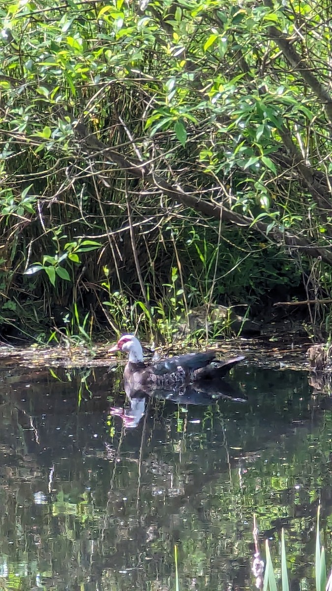 Muscovy Duck (Domestic type) - ML620179297