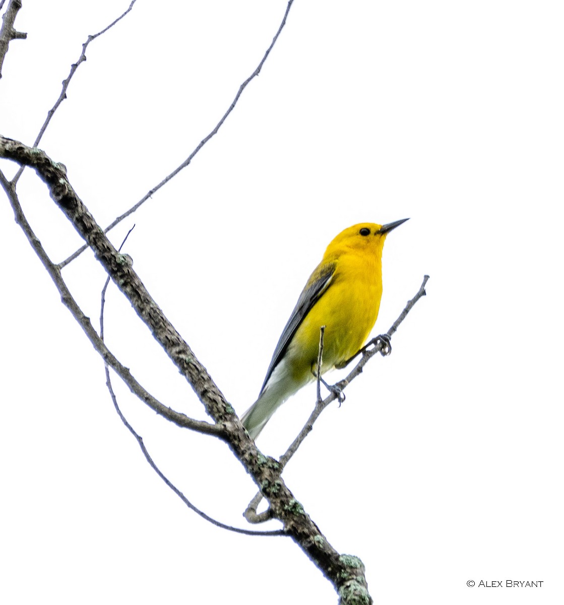 Prothonotary Warbler - ML620179302