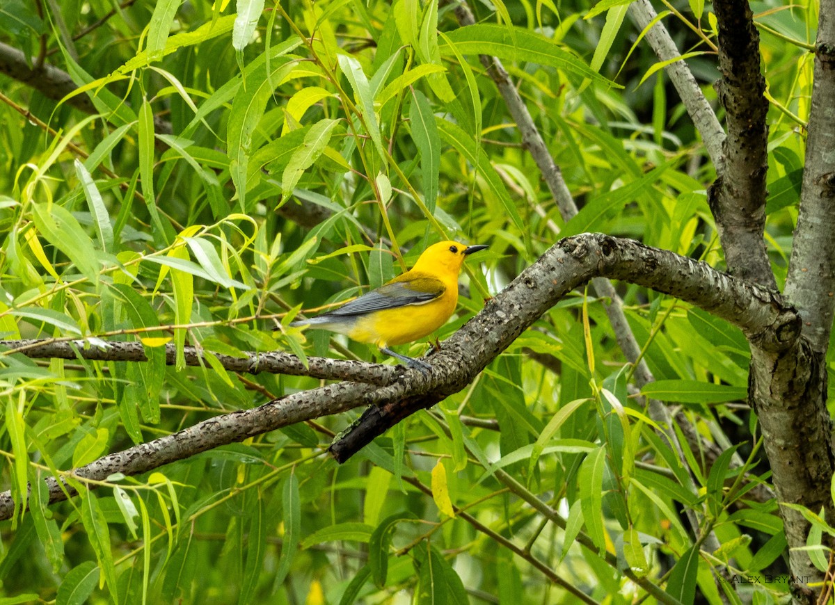 Prothonotary Warbler - ML620179303