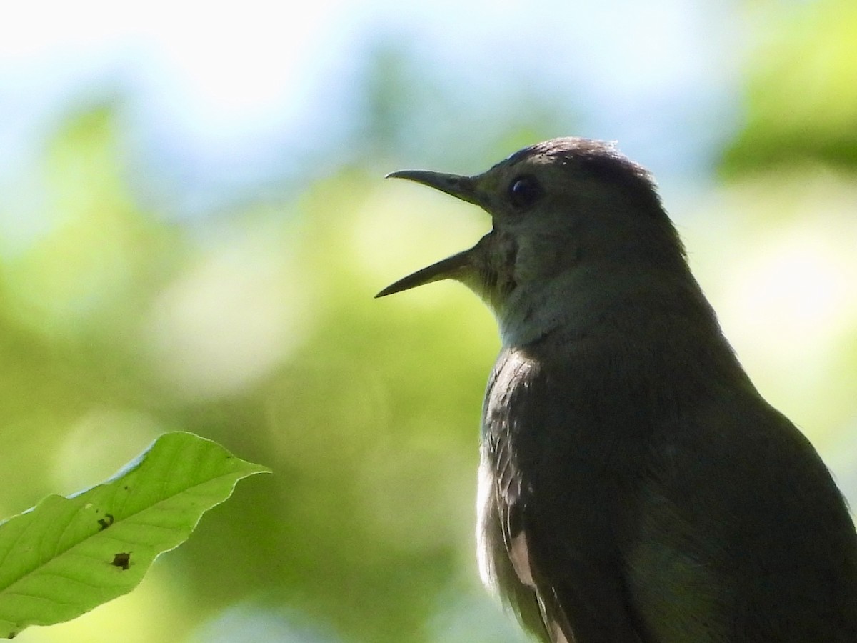 Gray Catbird - ML620179307