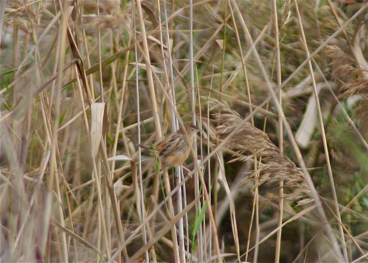 Zitting Cisticola - ML620179320