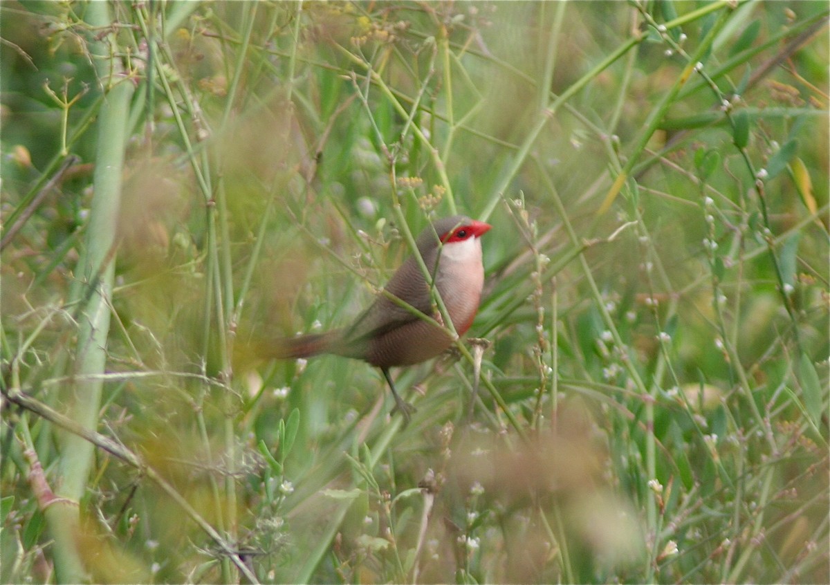 Common Waxbill - ML620179329