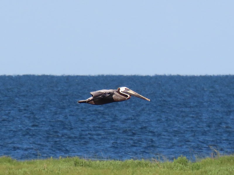 pelikán hnědý (ssp. carolinensis) - ML620179334