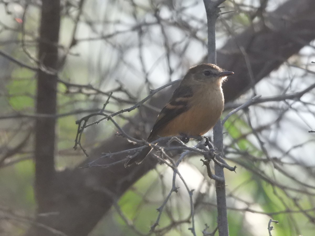 Rufescent Flycatcher - ML620179337