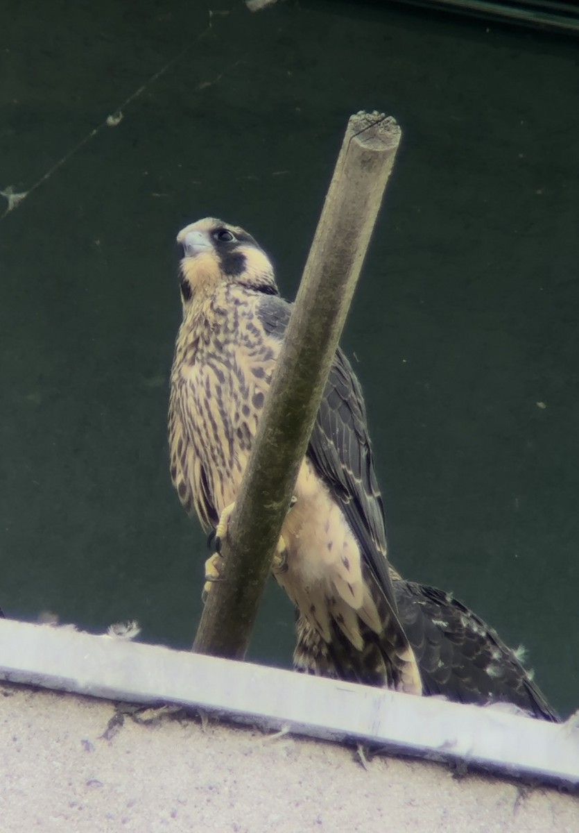 Peregrine Falcon - ML620179341