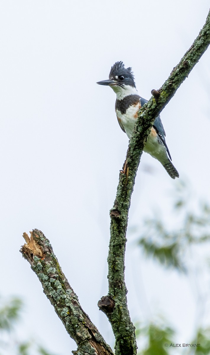 Belted Kingfisher - ML620179345