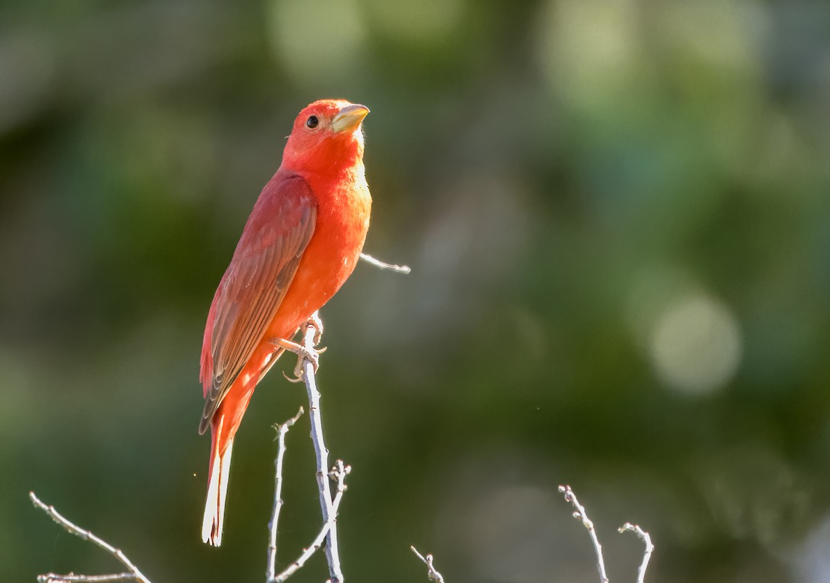 Summer Tanager - ML620179353