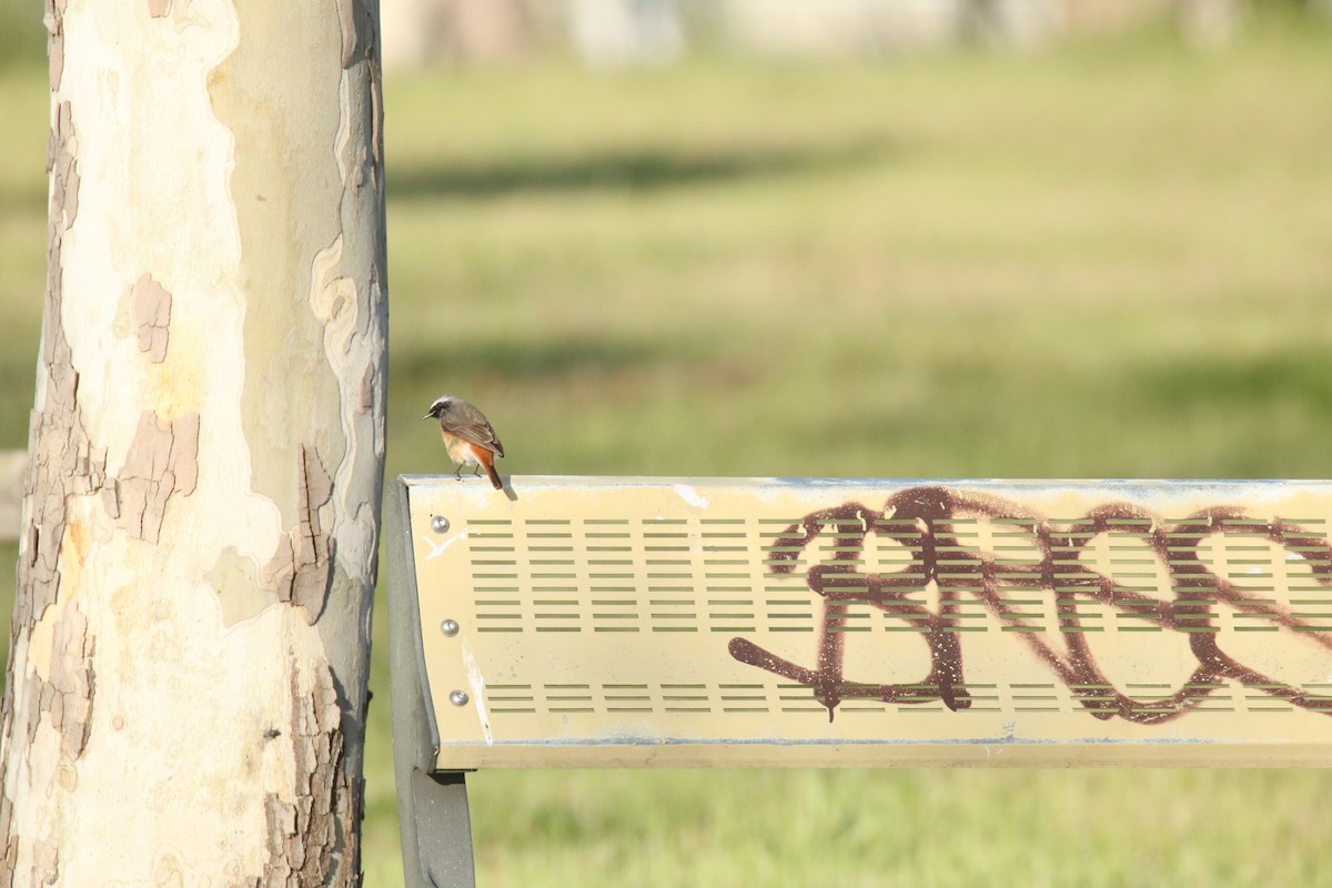 Common Redstart - ML620179355