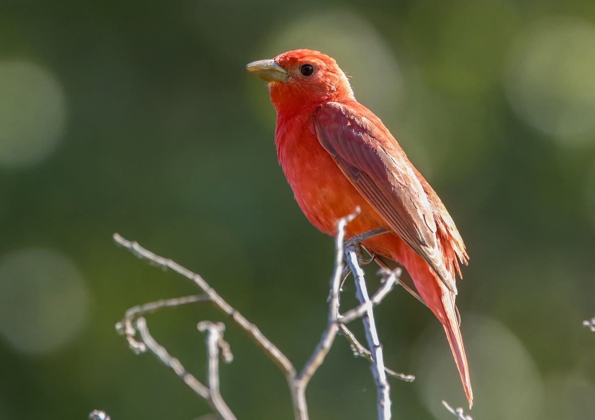 Summer Tanager - ML620179356