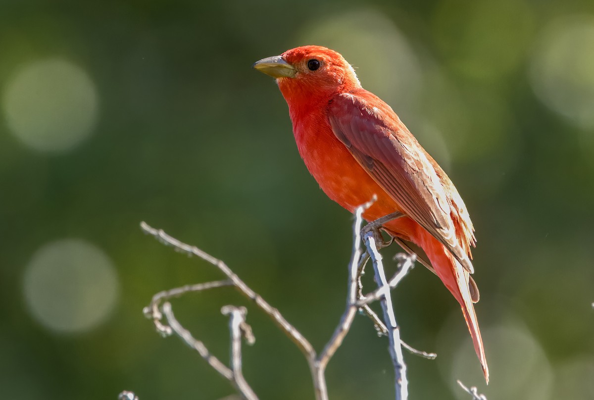 Summer Tanager - ML620179358