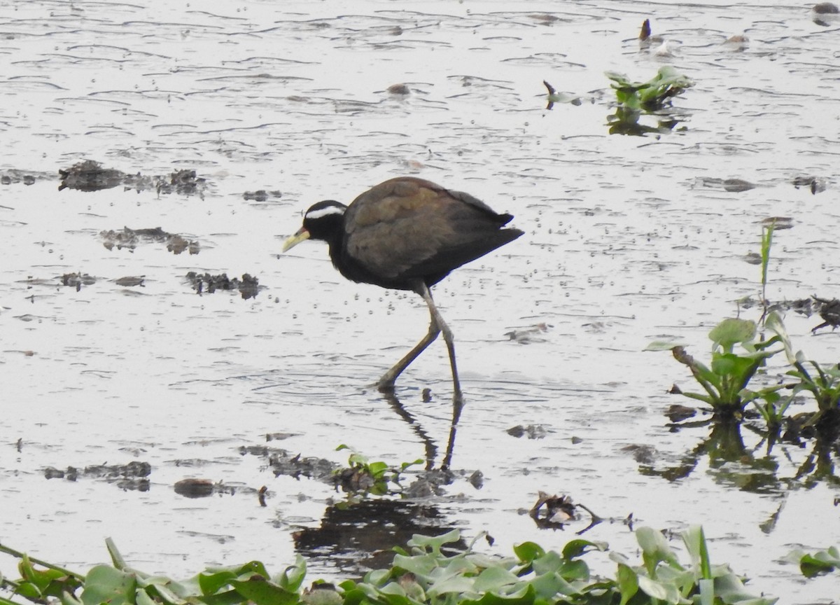 Bronze-winged Jacana - ML620179391